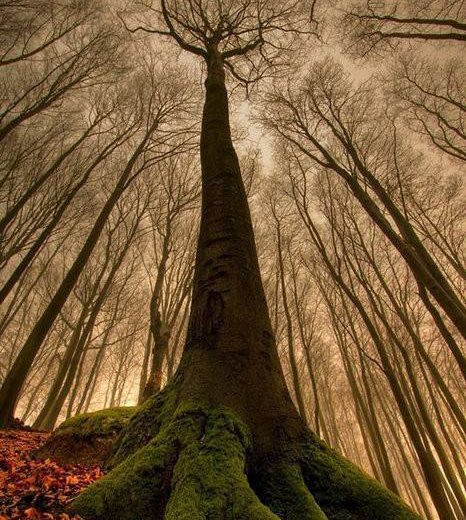 1453407_10152206797174643_1979024454_n